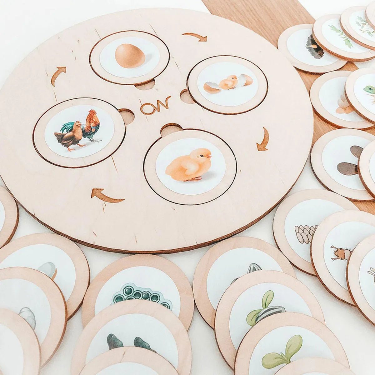 مراحل تسلسل النمو الغذائي - NOIA