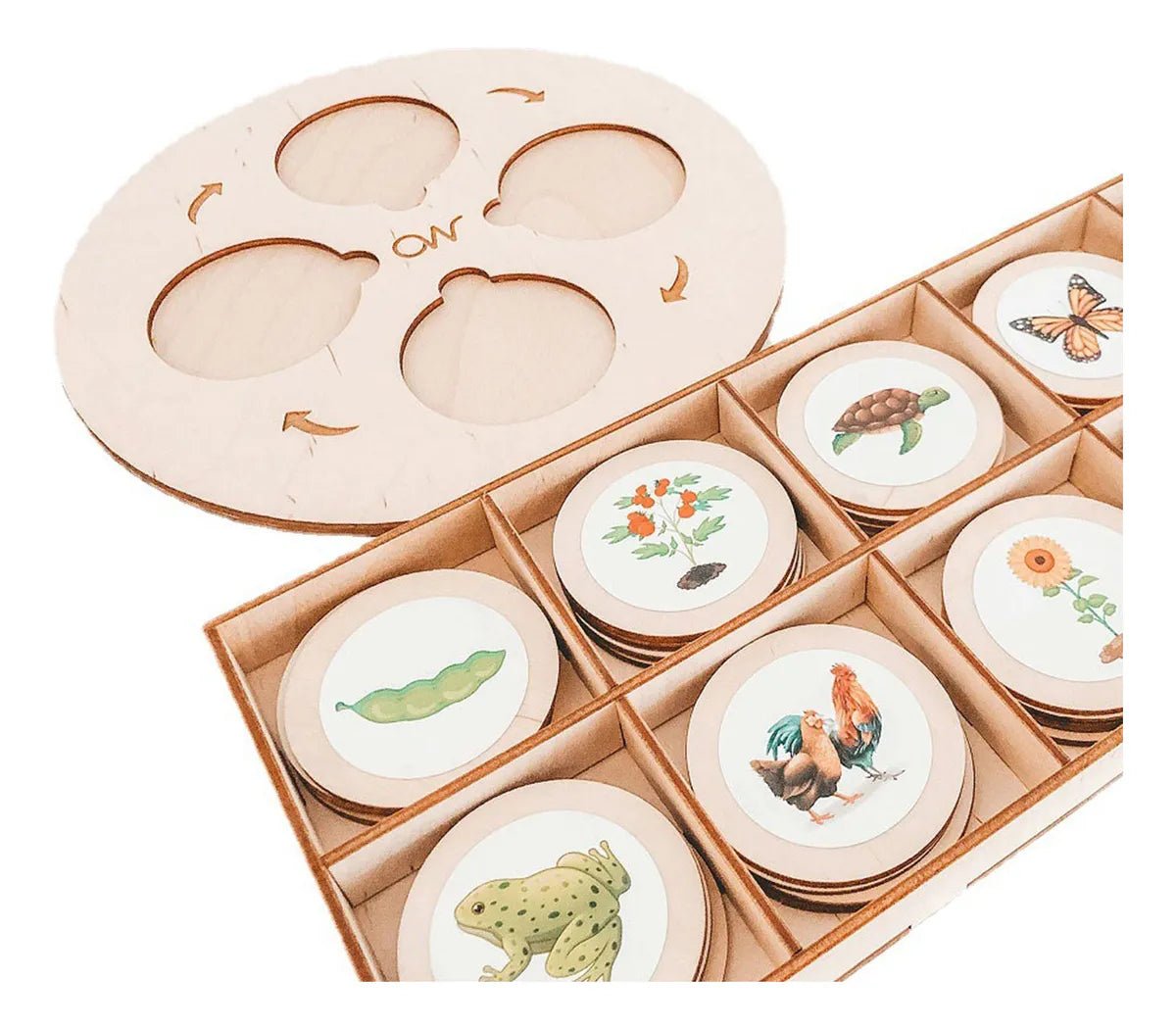 مراحل تسلسل النمو الغذائي - NOIA