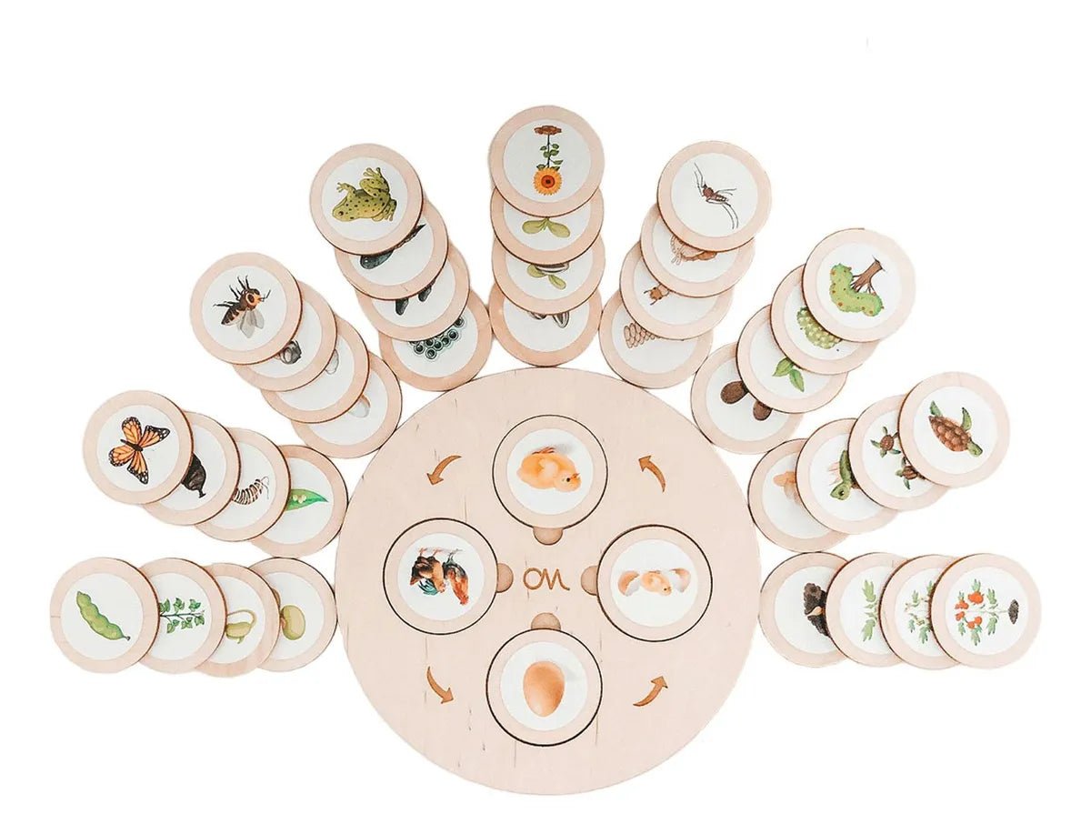 مراحل تسلسل النمو الغذائي - NOIA