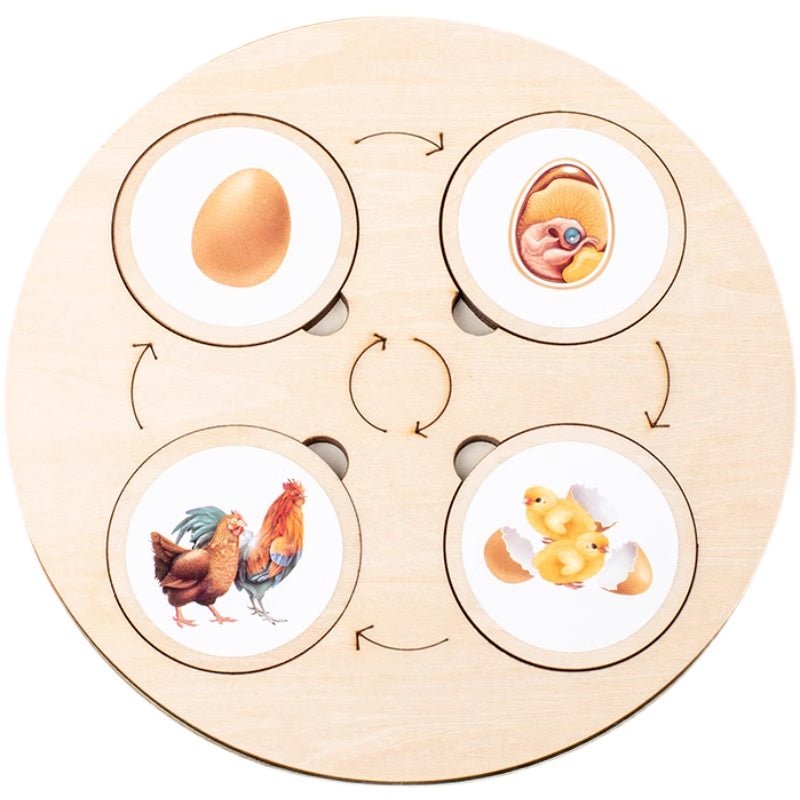 تسلسل مراحل النمو - KIDSBOX